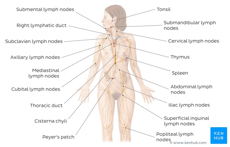 Labeled diagram of the lymphatic system.