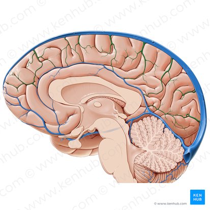 Veias cerebrais superiores (Venae superiores cerebri); Imagem: Paul Kim