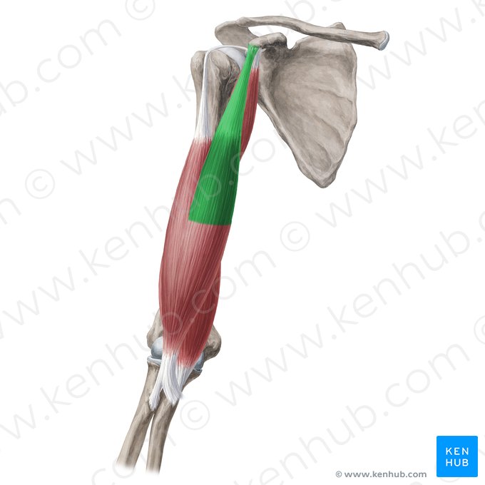 Cabeza corta del músculo bíceps braquial (Caput breve musculi bicipitis brachii); Imagen: Yousun Koh