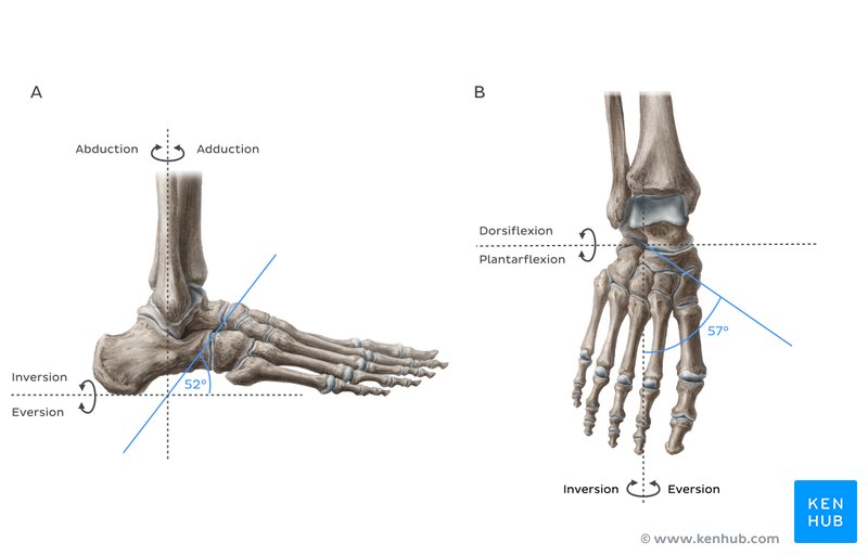 The oblique axis of the transverse tarsal joint is (A) inclined 52° superiorly from the transverse plane and (B) inclined 57° superiorly from the sagittal plane