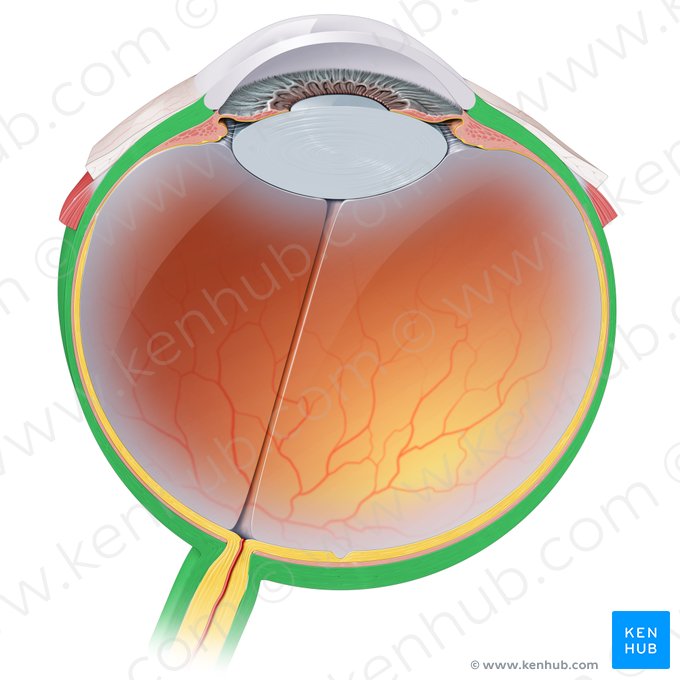 Sclère (Sclera); Image : Paul Kim