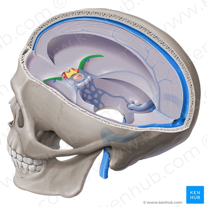 Sinus sphénopariétal (Sinus sphenoparietalis); Image : Paul Kim