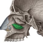 Nasal conchae