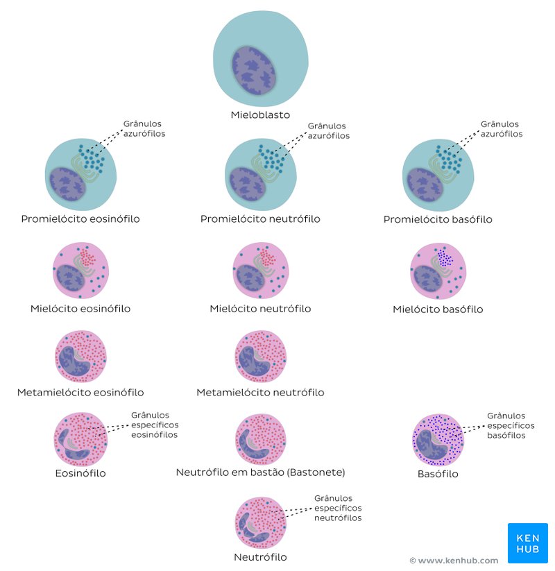 Ilustração esquemática da granulocitopoiese