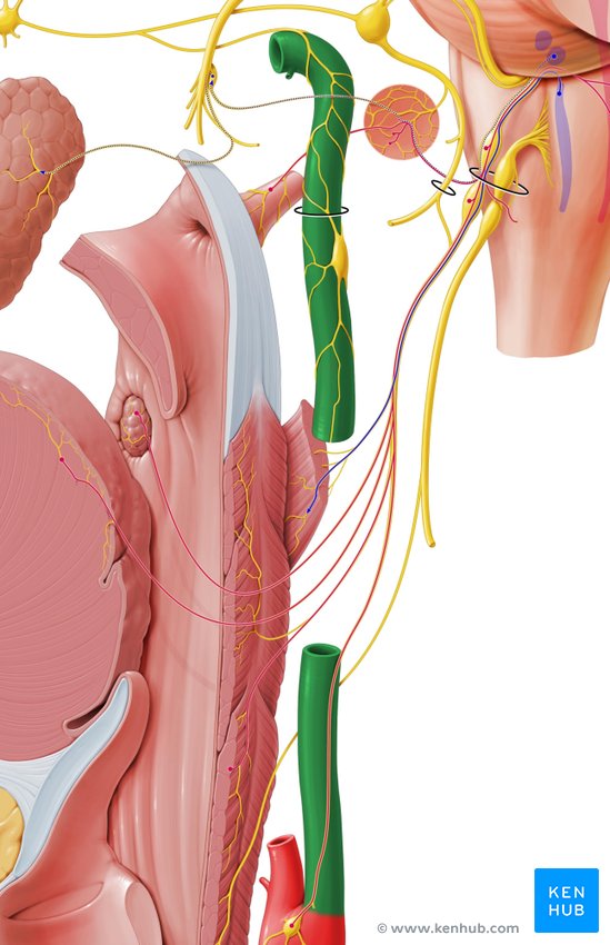 Internal carotid artery - lateral-right view