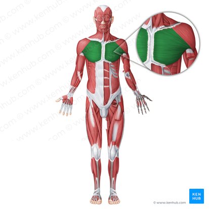 Músculo pectoral mayor (Musculus pectoralis major); Imagen: Irina Münstermann