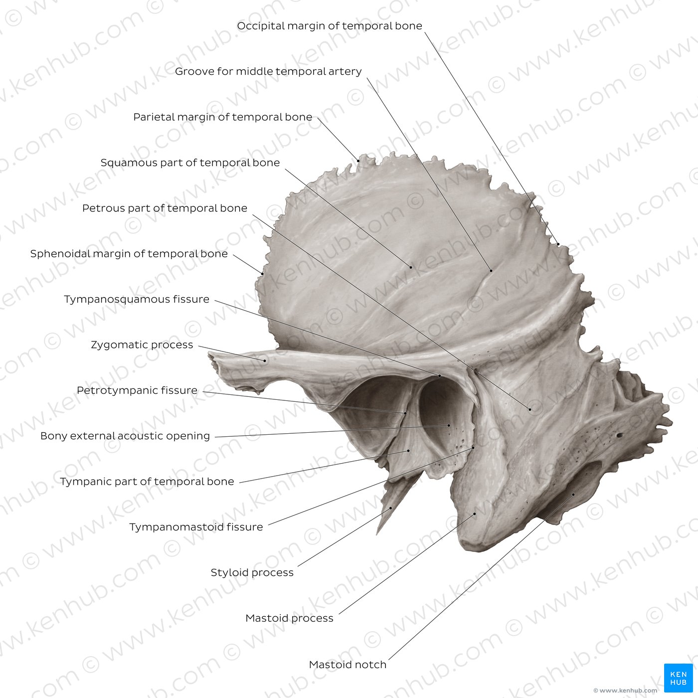 Temporal Bone Diagram