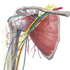 Artérias, veias e nervos do membro superior