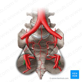Arteria umbilicalis (Nabelarterie); Bild: Paul Kim