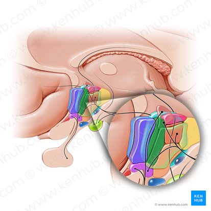 Nucleus anterior hypothalami (Vorderer Hypothalamuskern); Bild: Paul Kim