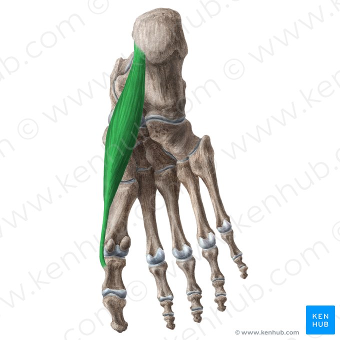 Músculo abdutor do hálux (Musculus abductor hallucis); Imagem: Liene Znotina