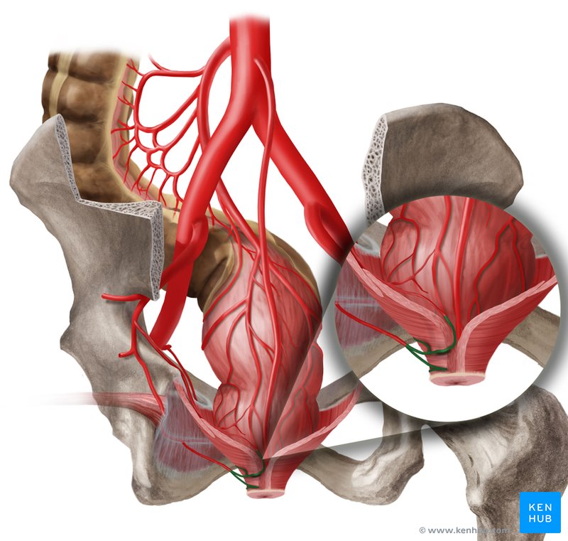 Inferior rectal artery - dorsal view