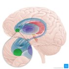 Noyau accumbens