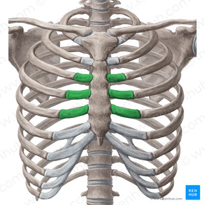 Cartilages costaux des côtes 3-5 (Cartilagines costales costarum 3-5); Image : Yousun Koh