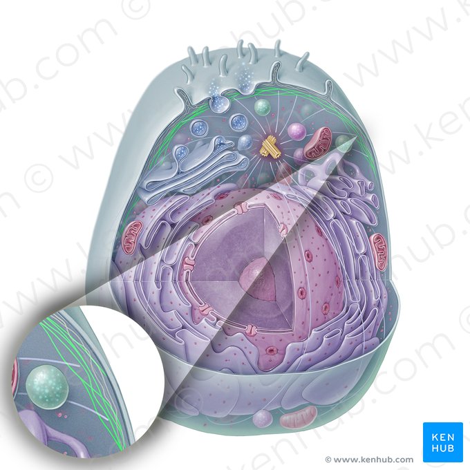 Intermediate filament (Filamentum intermedium); Image: Paul Kim