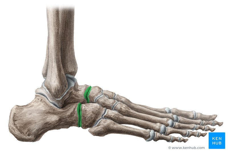 Transverse tarsal joint Bones, ligaments, movements Kenhub