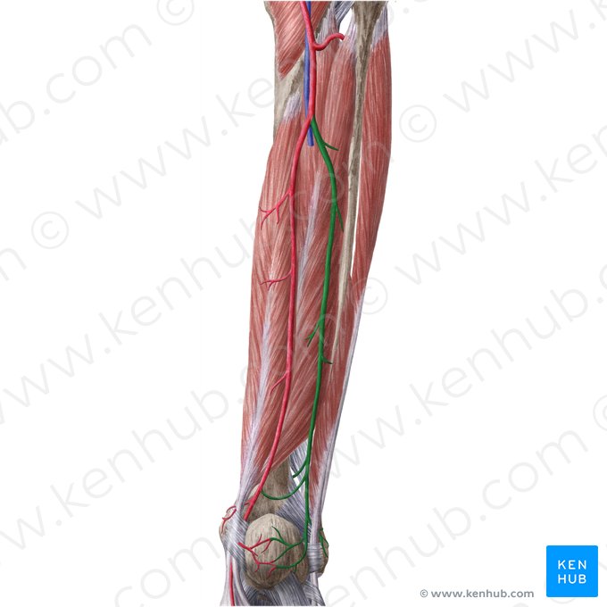 Fibular artery (Arteria fibularis); Image: Liene Znotina