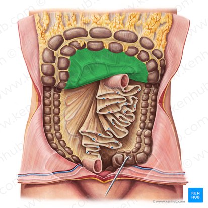 Mesocolon transverso (Mesocolon transversum); Imagen: Irina Münstermann