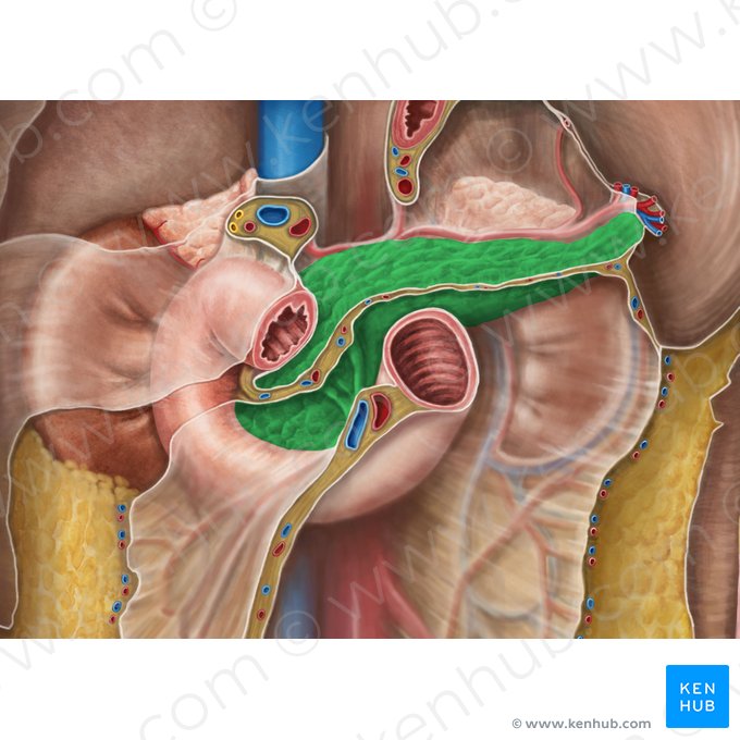 Pâncreas (Pancreas); Imagem: Irina Münstermann