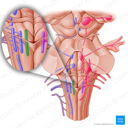 Núcleo del nervio hipogloso (Nucleus nervi hypoglossi); Imagen: Paul Kim