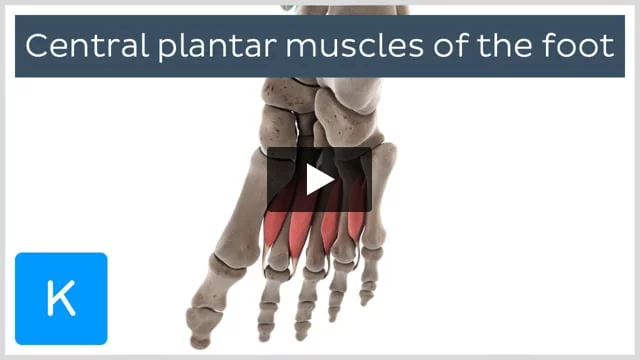 Fascias of the leg and foot: Anatomy