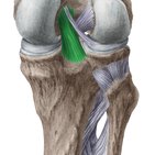 Ligamento cruzado posterior