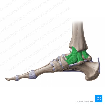 Ligamento colateral medial da articulação do tornozelo (Ligamentum collaterale mediale tali); Imagem: Paul Kim