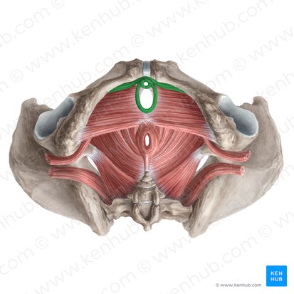 Female external urethral sphincter (Musculus sphincter externus urethrae femininae); Image: Liene Znotina