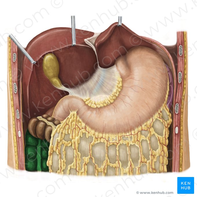 Colon ascendente (Colon ascendens); Imagen: Irina Münstermann