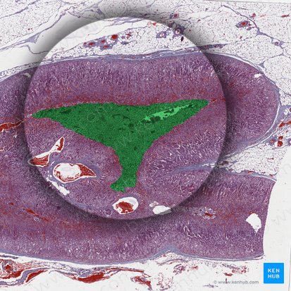 Médula suprarrenal; Imagen: 