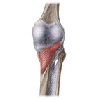 Musculus popliteus