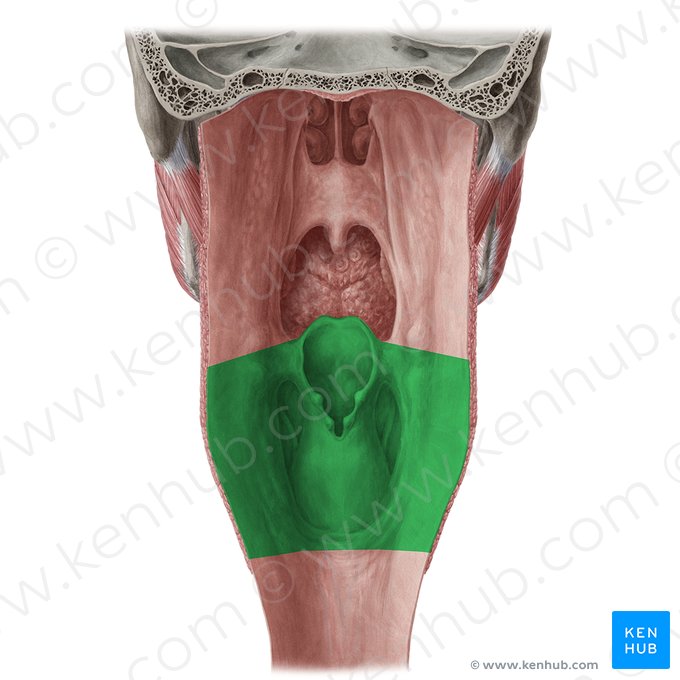 Laryngopharynx (Pars laryngea pharyngis); Image: Yousun Koh