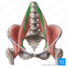 Psoas minor muscle (Musculus psoas minor); Image: Liene Znotina