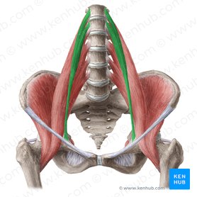 Abdominal wall: Layers, muscles and fascia | Kenhub