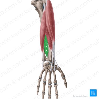 Membrana interóssea do braço (Membrana interossea antebrachii); Imagem: Yousun Koh