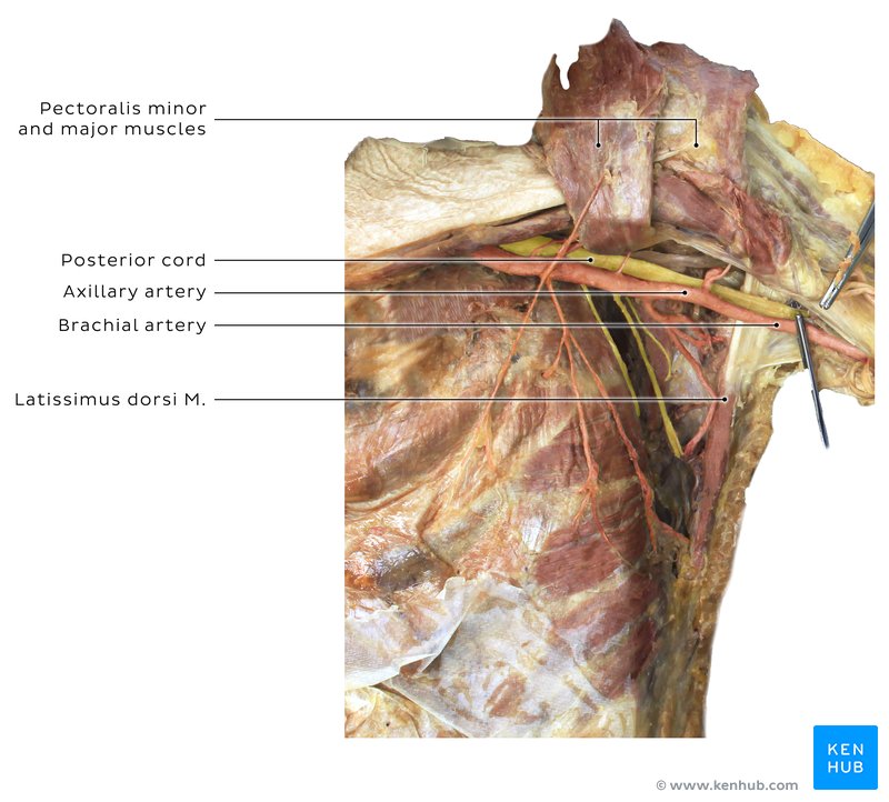 Stem artery of upper limb - cadaveric image