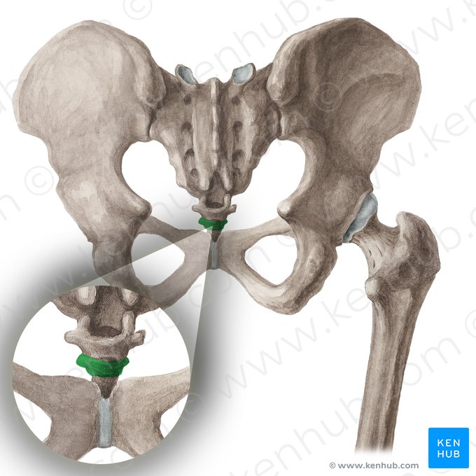 Vértebra Co2 (Vertebra Co2); Imagem: Liene Znotina