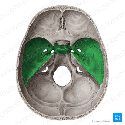 Middle cranial fossa (Fossa media cranii); Image: Yousun Koh