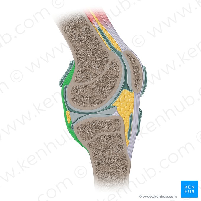 Articular capsule of knee joint (Capsula articularis genus); Image: Paul Kim