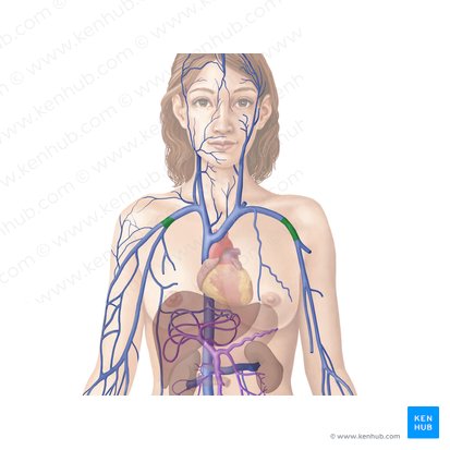 Vena axilar (Vena axillaris); Imagen: Begoña Rodriguez