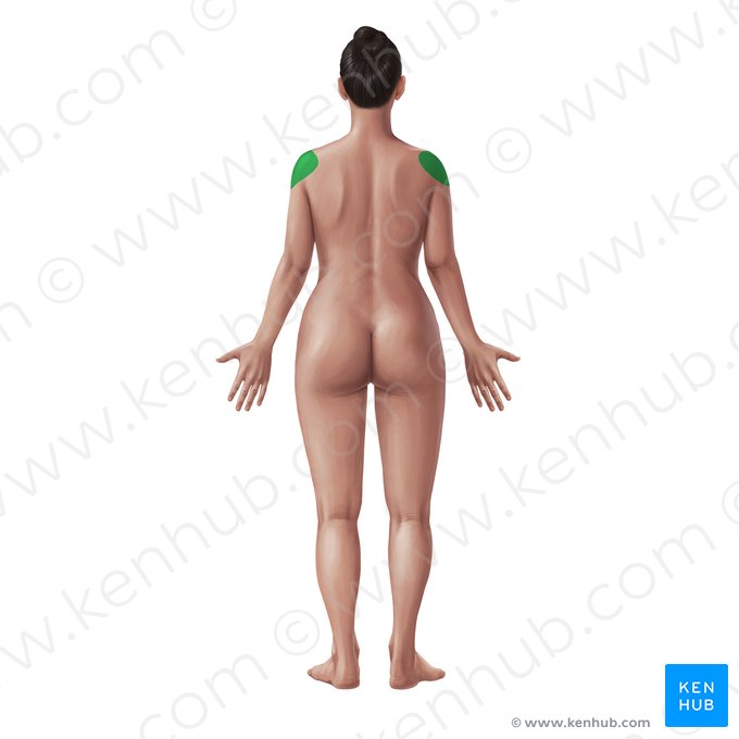 Deltoid region (Regio deltoidea); Image: Paul Kim