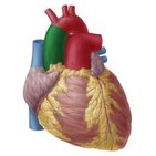 Aorta ascendens