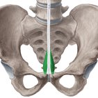 Pyramidalis muscle