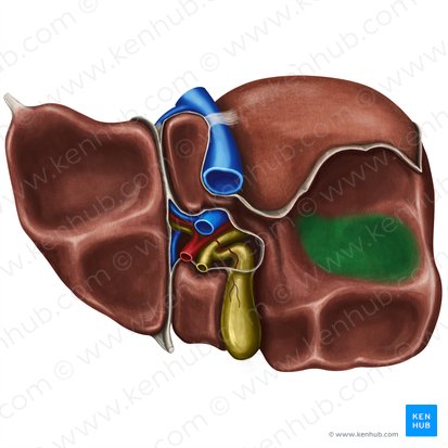 Impressio renalis hepatis (Nierenabdruck der Leber); Bild: Irina Münstermann