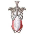 Músculos de la pared abdominal