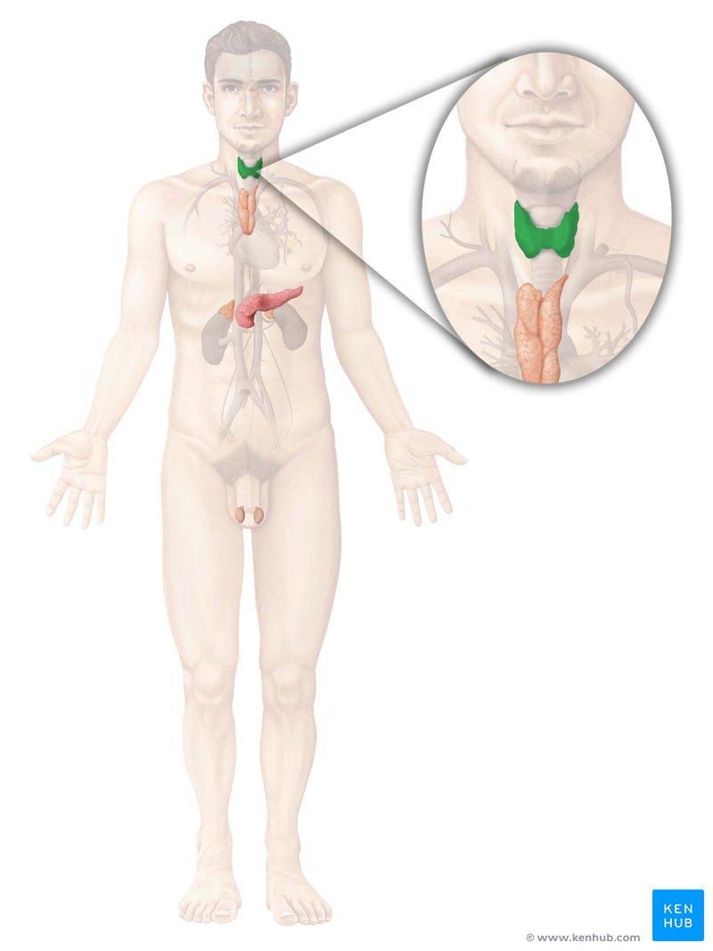 Thyroid gland - ventral view