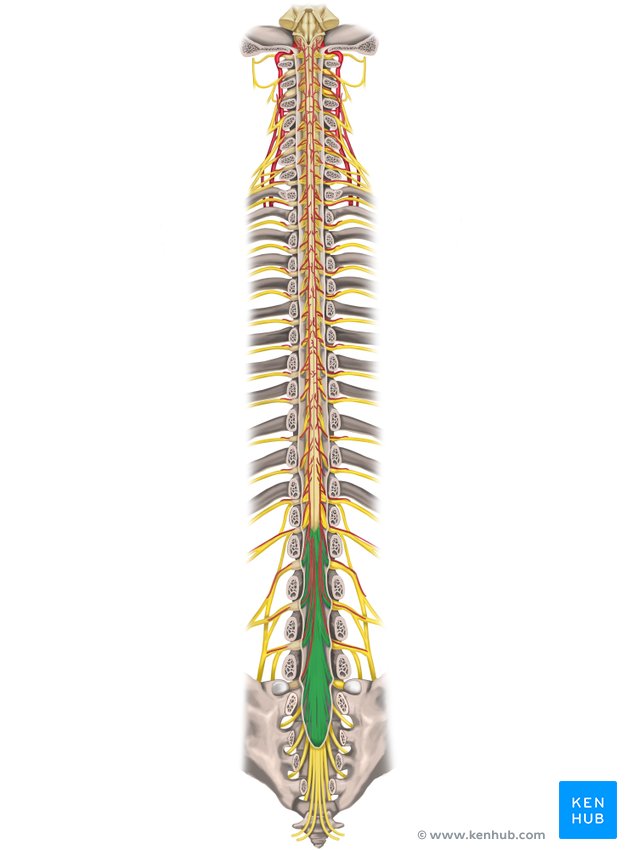 Spinal cord (cauda equina in green)