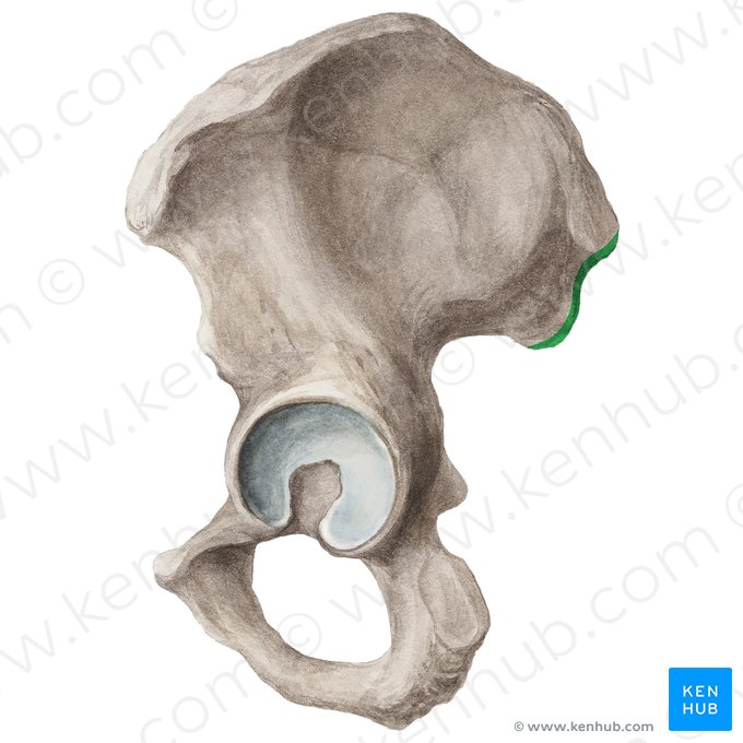 Posterior border of ilum (Margo posterior ossis ilium); Image: Liene Znotina