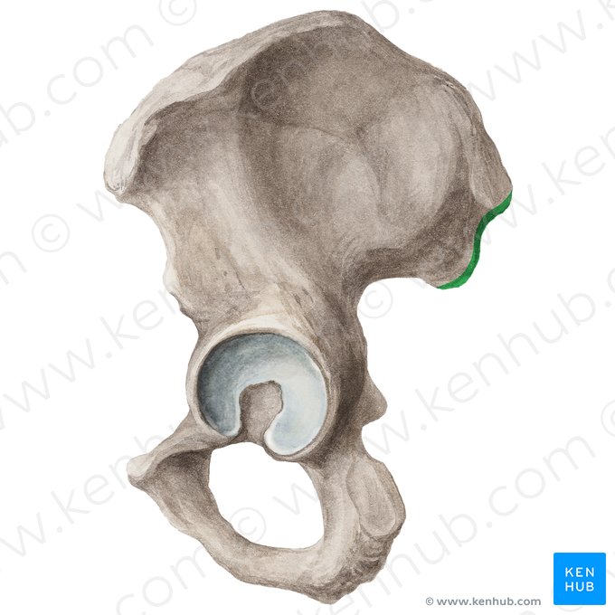 Posterior border of ilium (Margo posterior ossis ilii); Image: Liene Znotina