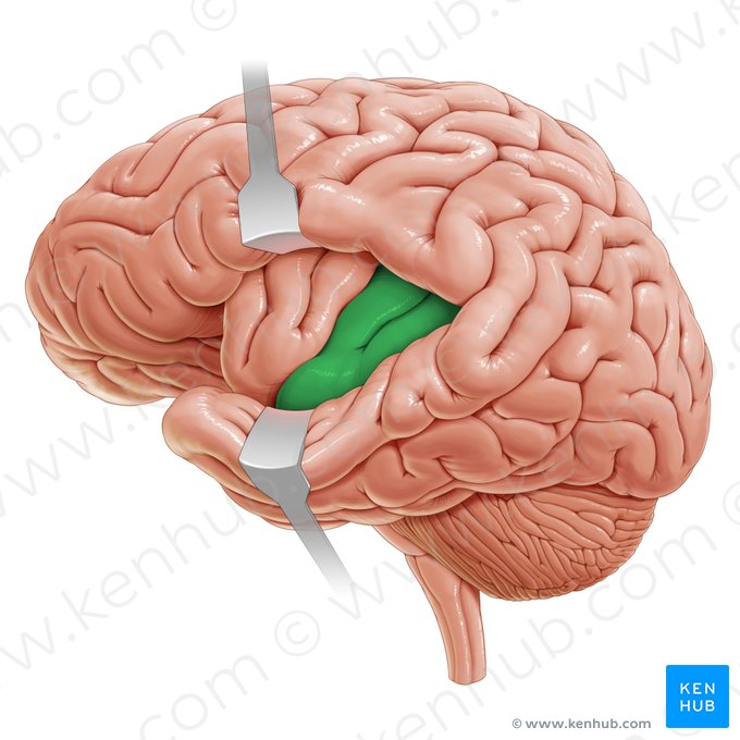 Long gyrus of insula (Gyrus longus insulae); Image: Paul Kim